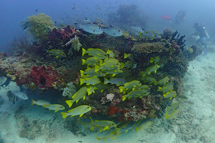 Plongées à Raja Ampat P4191010