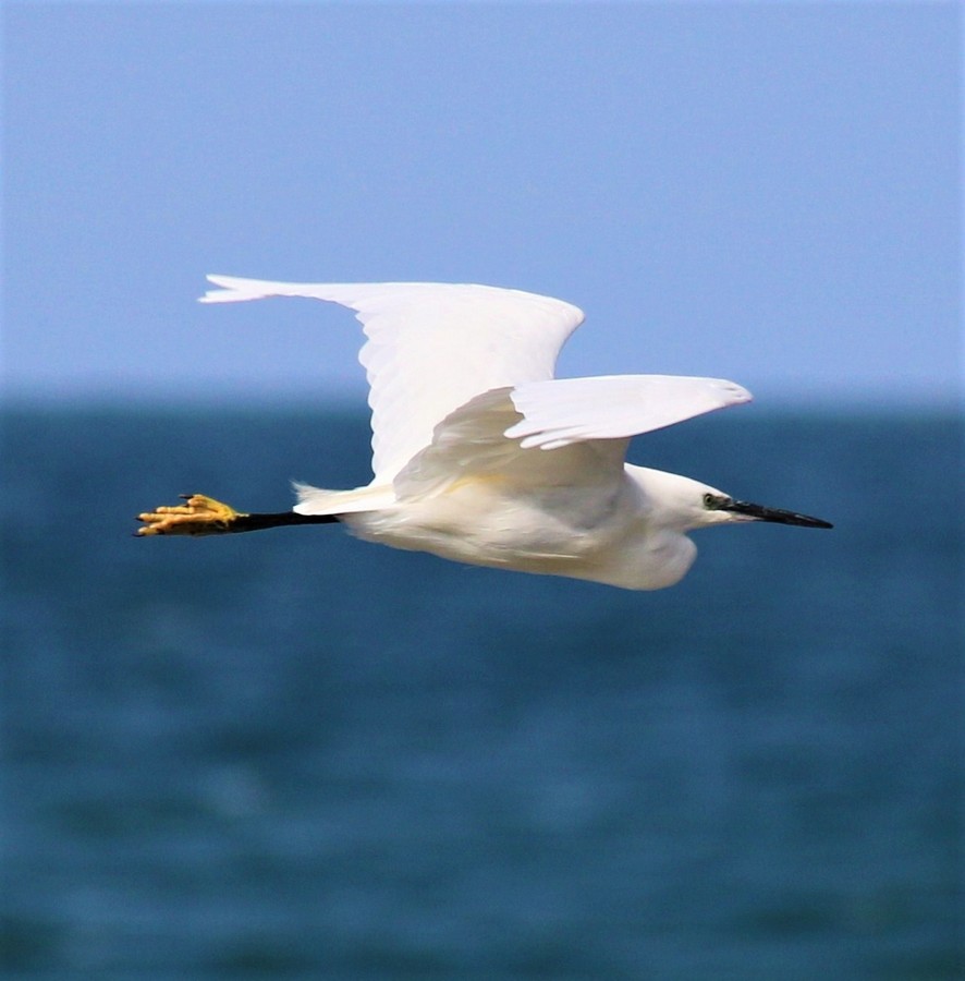 Descriptif des oiseaux marins / Partie 4 / Les divers Aigret10