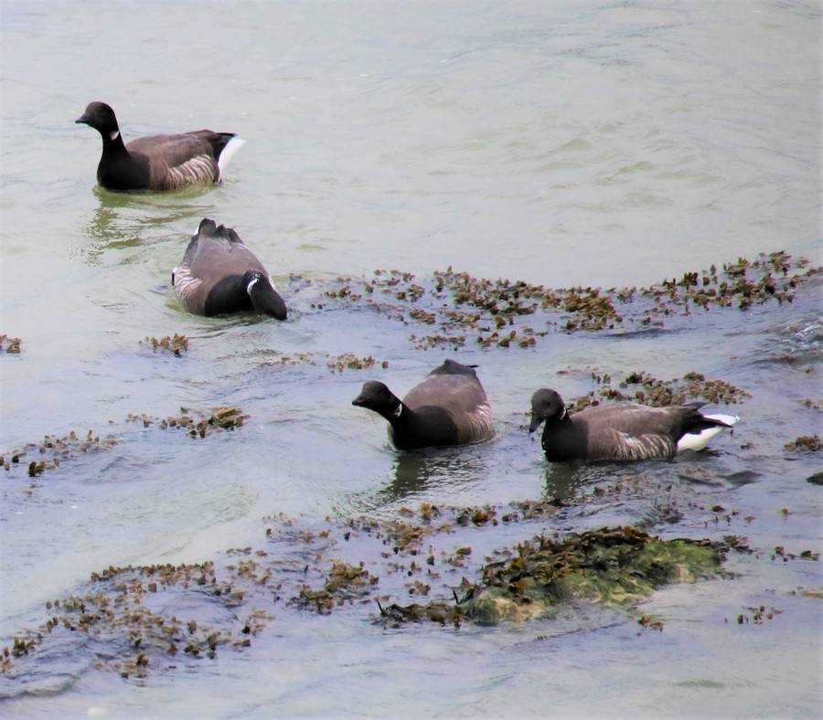 Descriptif des oiseaux marins / Partie 4 / Les divers Bernac10