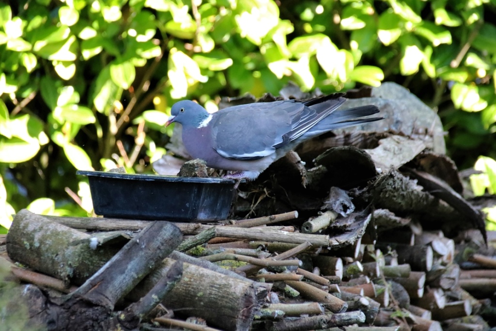 Mes observations au jardin - Bernache22 Pigeon11