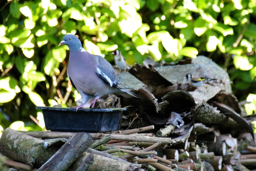 Mes observations au jardin - Bernache22 Pigeon12