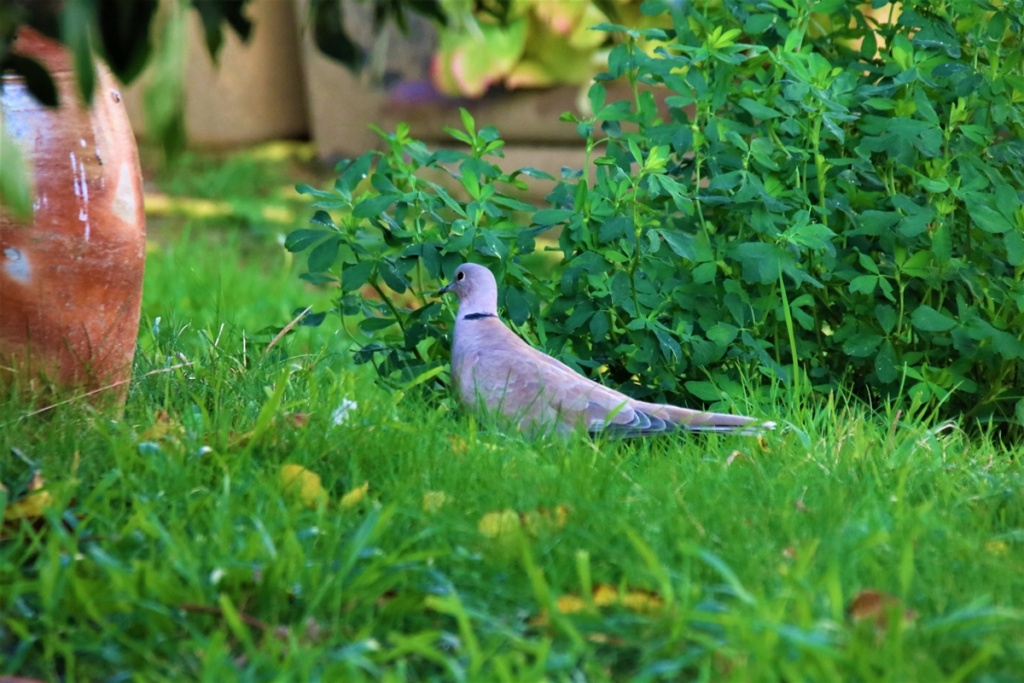 Mes observations au jardin - Bernache22 - Page 2 Tourte18