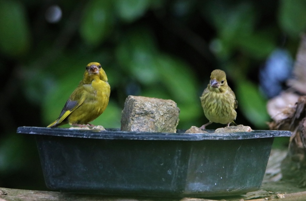 Mes observations au jardin - Bernache22 Verdie12