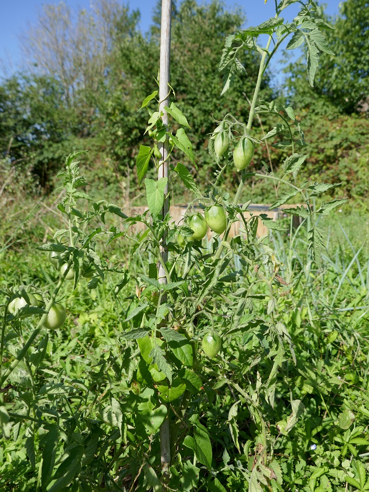 tomates 2019 Orange11