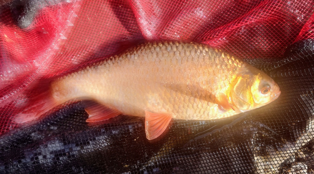  Llyn Y Gors Coarse Fishery, Silver Bream Machine 20230416