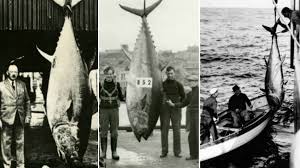 Bluefin Tuna almost in casting range Lands End Images20