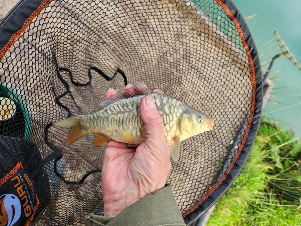 Carp and a Beluga at Cheshire Oaks Fisheries Img-2196