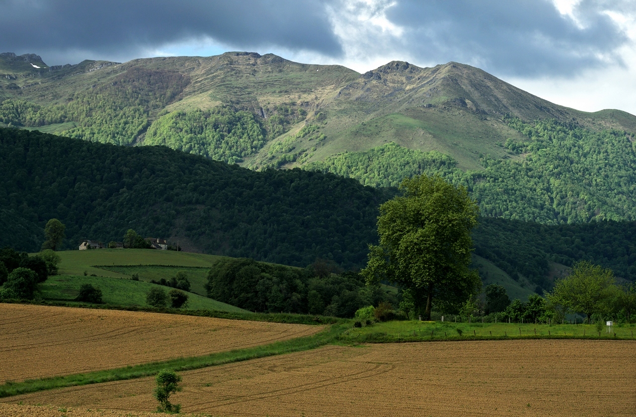  Piémont pyrénéen P1047910