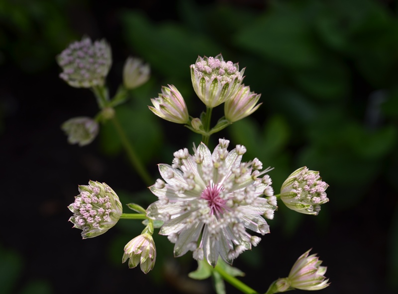 Quelques clins d'oeil, chez Grany 2019-049