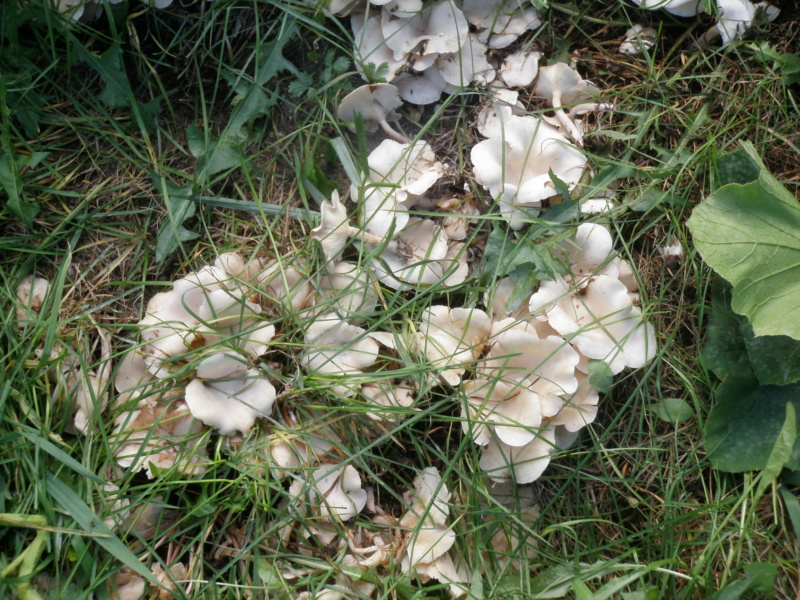 Champignons - Page 2 P9280012