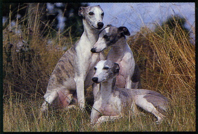 Décès d'un grand éleveur de Whippets  Imag1123