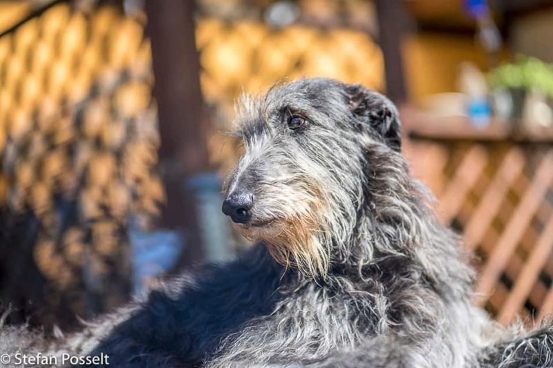 le lévrier écossais ou lévrier Deerhound Imag1468