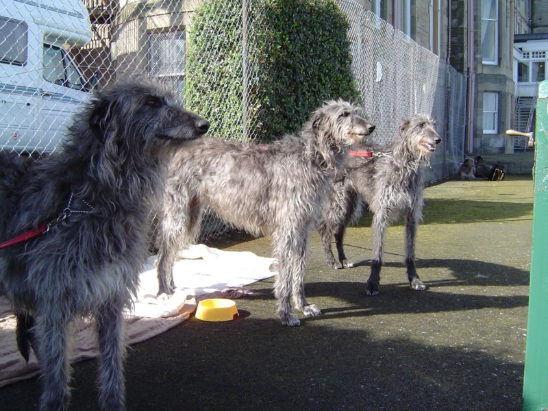 le lévrier écossais ou lévrier Deerhound Imag1470