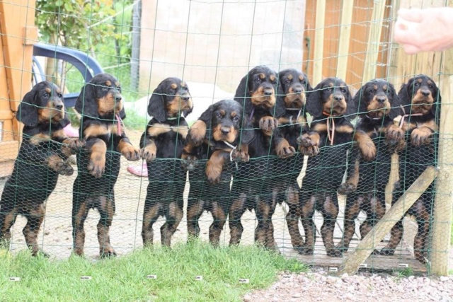 De plus en plus de vols de chiens dans les élevages ... Image161