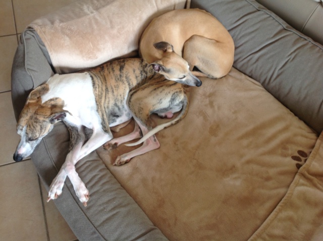 Mes deux whippets , Izzy et Nabucco  - Page 34 Image641