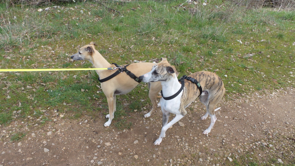 Mes deux whippets , Izzy et Nabucco  - Page 34 Whippe16