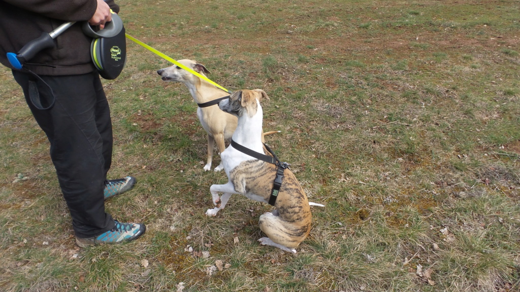 Mes deux whippets , Izzy et Nabucco  - Page 34 Whippe17