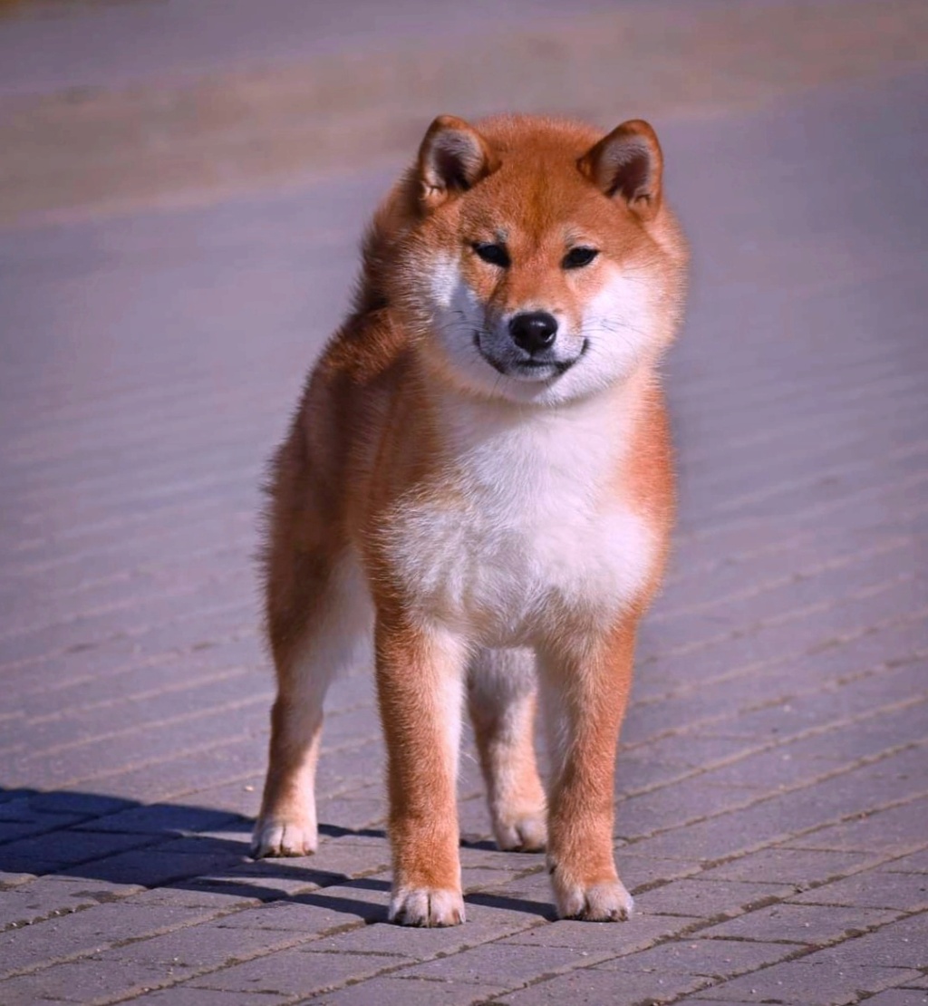 Два рыжих мальчика в питомнике MOMIJI CHIBA. Д. Р. 01.02.2023 16731011