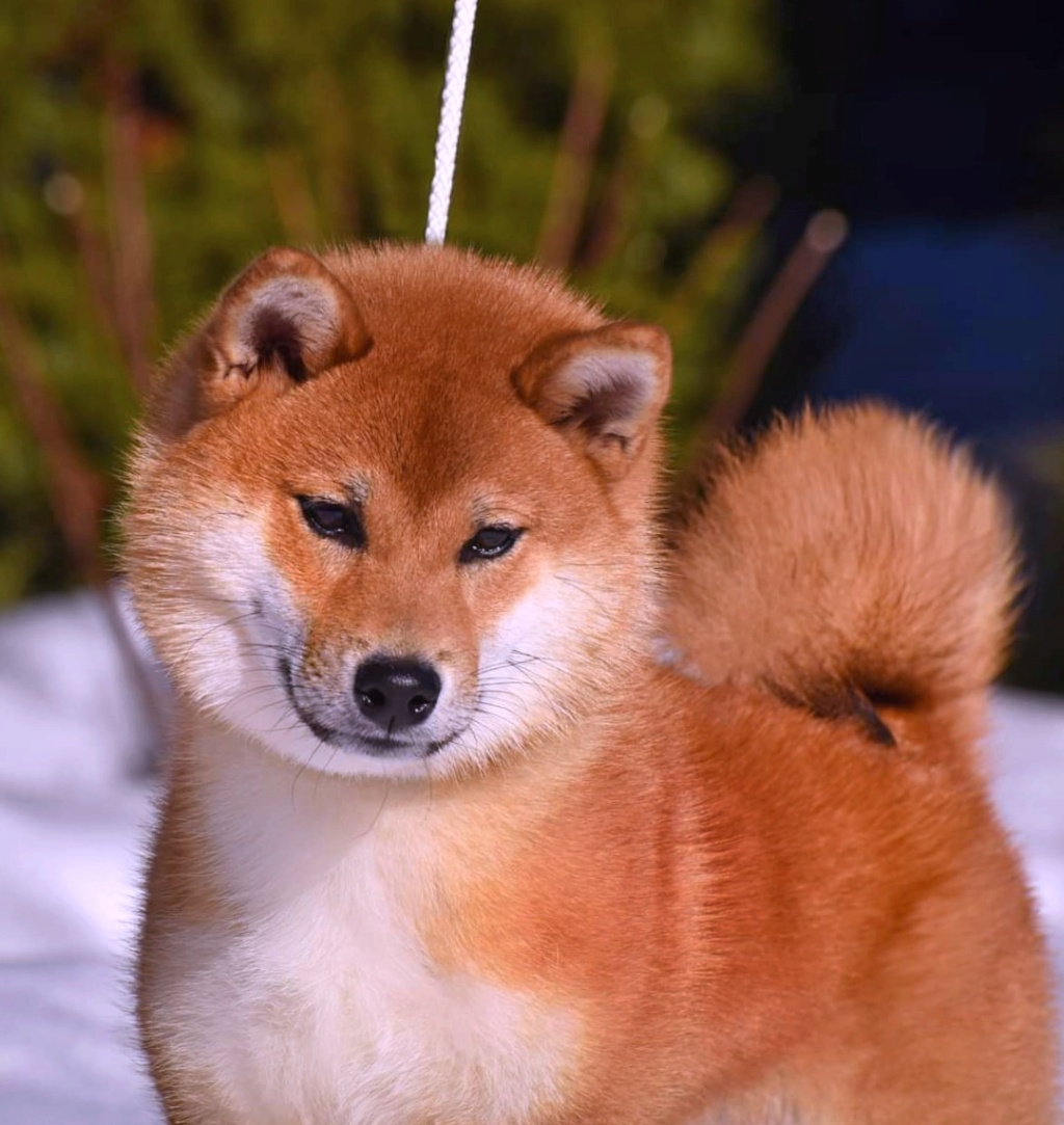 Два рыжих мальчика в питомнике MOMIJI CHIBA. Д. Р. 01.02.2023 16741410