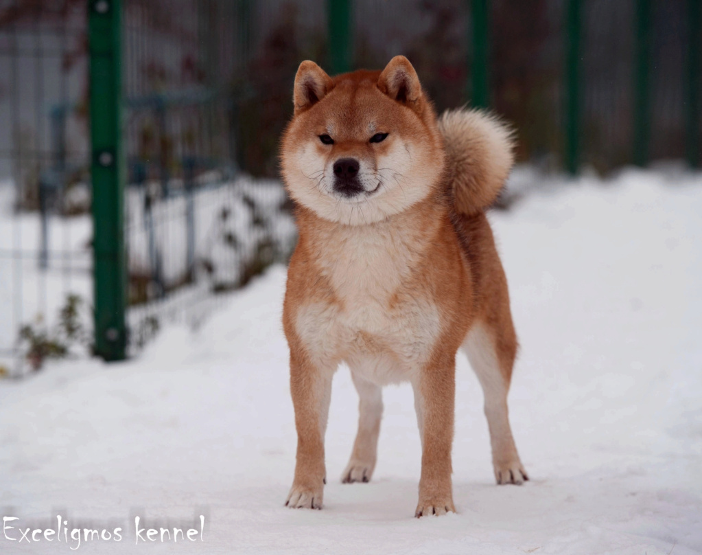 Щенки питомника MOMIJI CHIBA от 31.12.2021 1dijq810