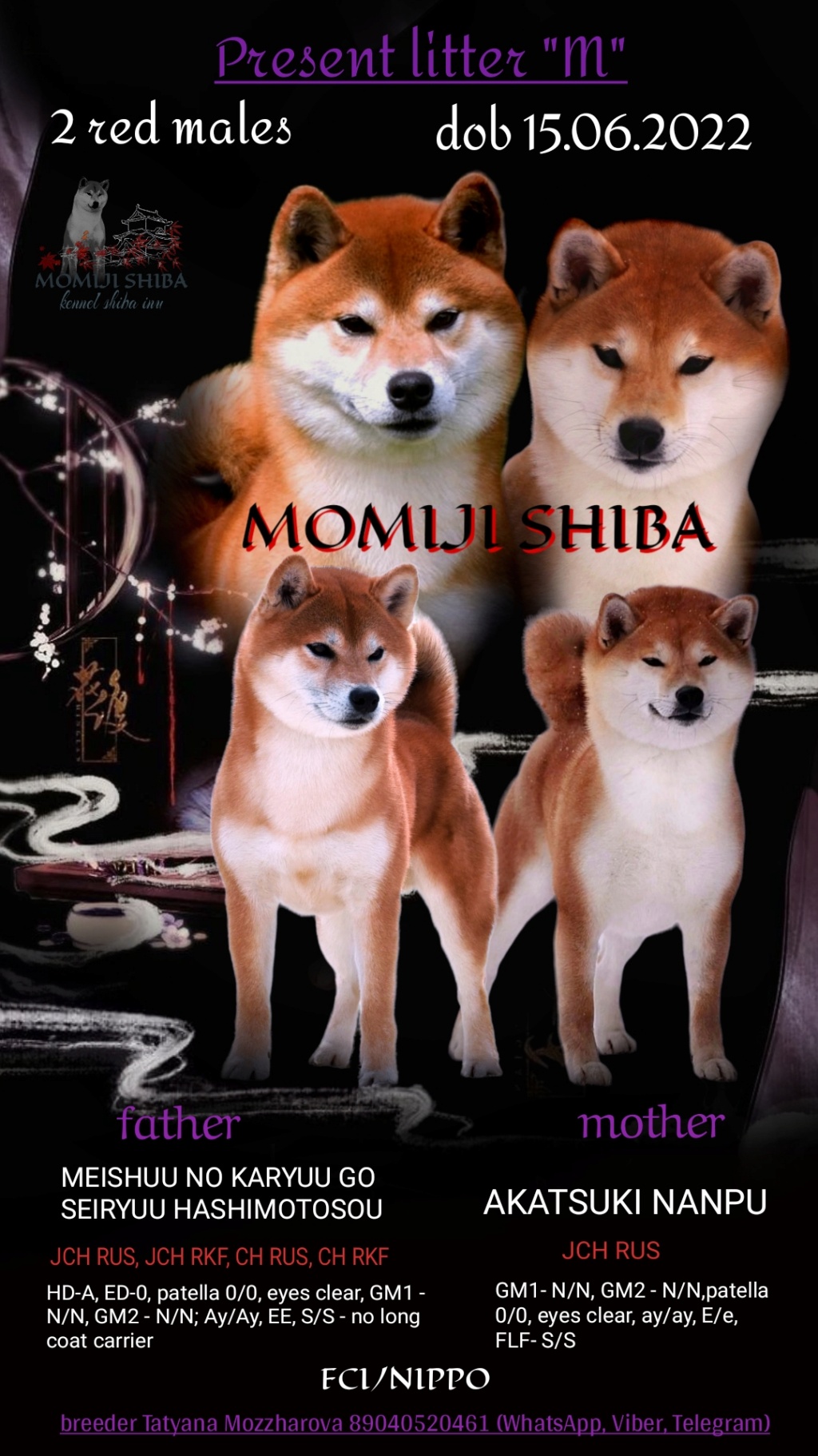 Щенки питомника MOMIJI SHIBA от 15.06.2022 Addtex14