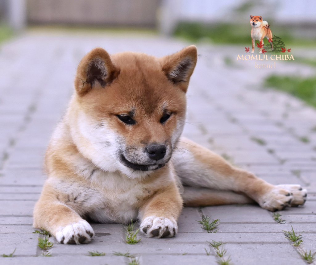 Два рыжих мальчика  от MOMIJI CHIBA RYUUMARU и MOMIJI CHIBA WARUKIRI TAKARA Img_2041