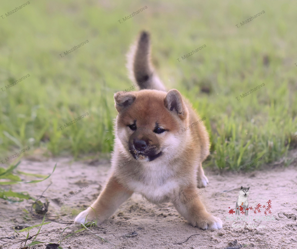 Щенки питомника MOMIJI SHIBA от 15.06.2022 Img_2082