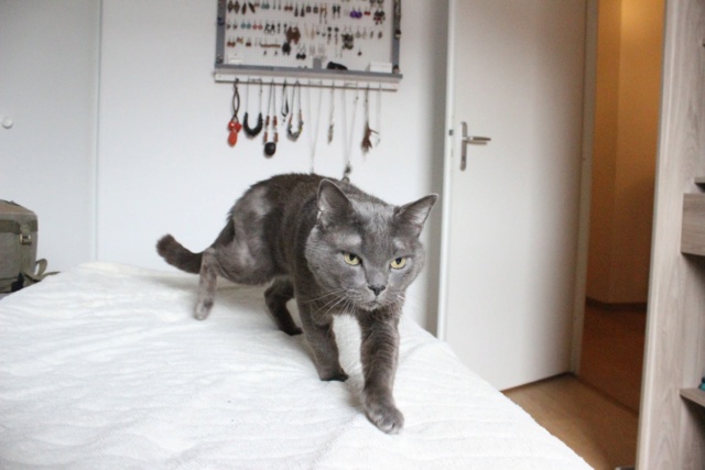 Moksi, mâle bleu, type européen chartreux, né le 24 mars 2016 Img_8121