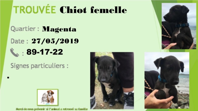 TROUVEE chiot femelle, Noire poitral blanc, magenta, 27-05-2019 35ae9210