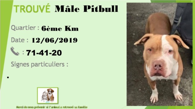 Trouvé Pitbull mâle, marron et blanc, 6eme km, 12/06/2019 78792810