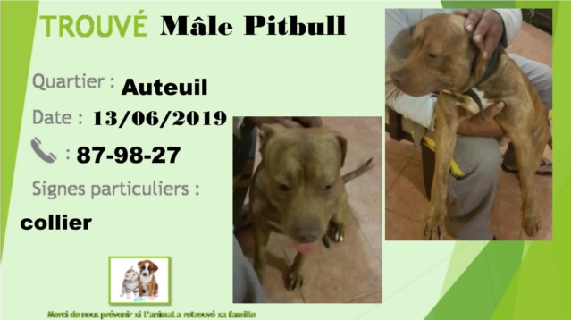 TROUVE MAJOR mâle pitbull marron tâche blanche poitrail, Auteuil, le 13-06-2019 A7c32a10
