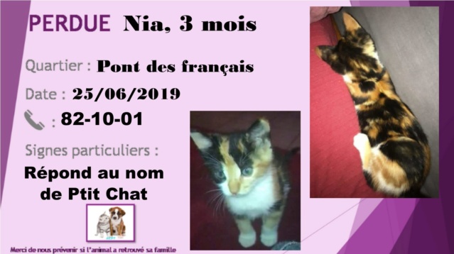 Perdue Nia, 3 mois, Écaille de tortue,  Pont des francais, 25-06-2019 B47a2610