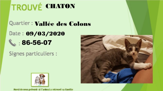 TROUVE CHATON GRIS TIGRE ET BLANC VALLEE DES COLONS 09-03-2020  Chaton10