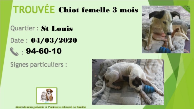 TROUVEE CHIOT FEMELLE 3 MOIS BLANCHE OREILLE NOIRE SAINT LOUIS 04-03-2020 Chiot_10
