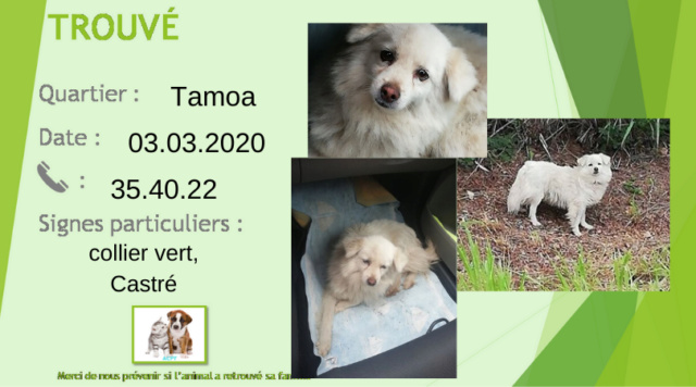 chien - TROUVE CHIEN MALE BLANC COLLIER TATOUAGE ILLISIBLE CASTRE TAMOA 03-03-2020 Img_8010