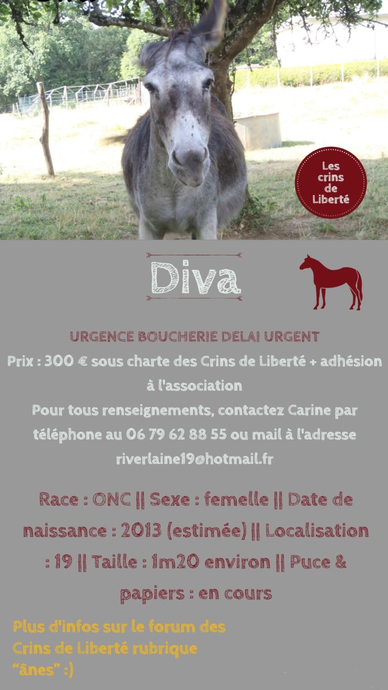 Dept19-5 ans- DANETTE & DIVA - ânesses ONC - Réservées par justine (sept 2019) Diva12