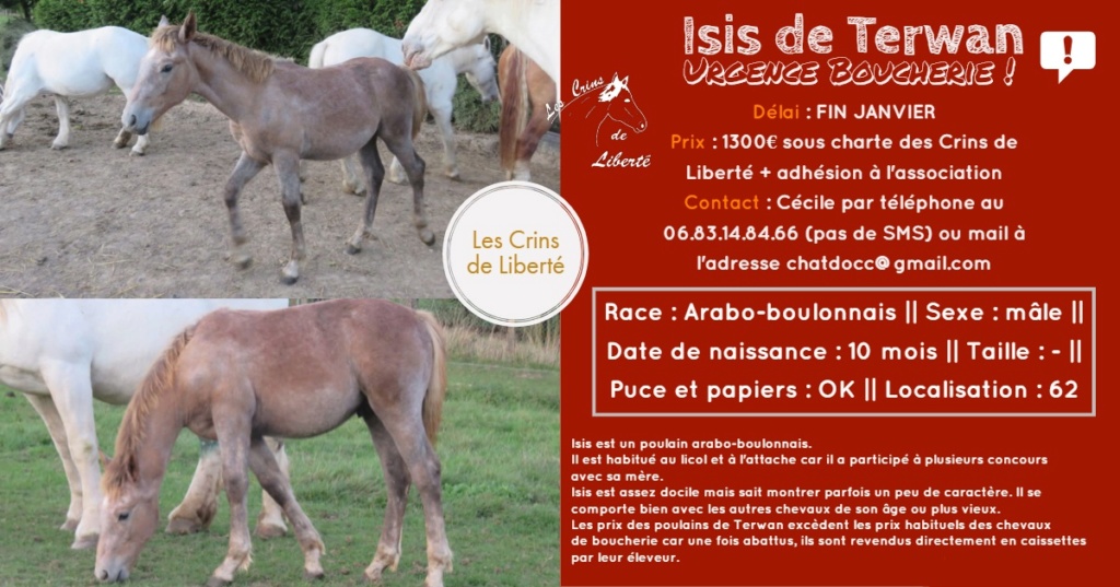 Dpt 62, 10 mois, Isis de Terwan, arabo-boulonnais, sauvé par Corinne( 2019) Fiche145
