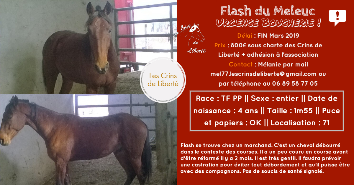 (Dept 71) 4 ans - FLASH DU MELEUC - TF PP - Hongre -Réservé par Soän (avril 2019) Fiche152