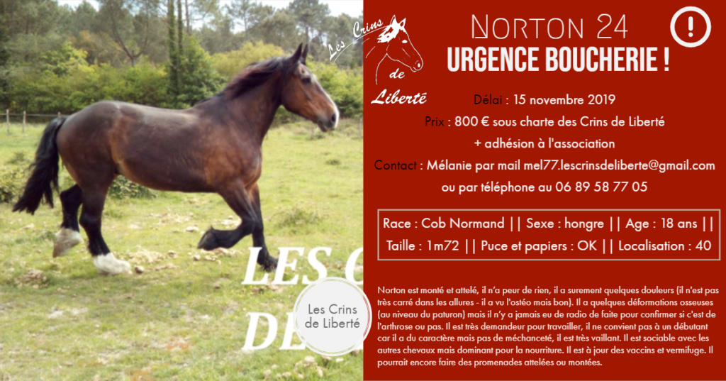 (Dept 40) 18 ans - NORTON 24 - Cob Normand PP - Hongre - Adopté par Quentin (2021/2019) Fiche_59