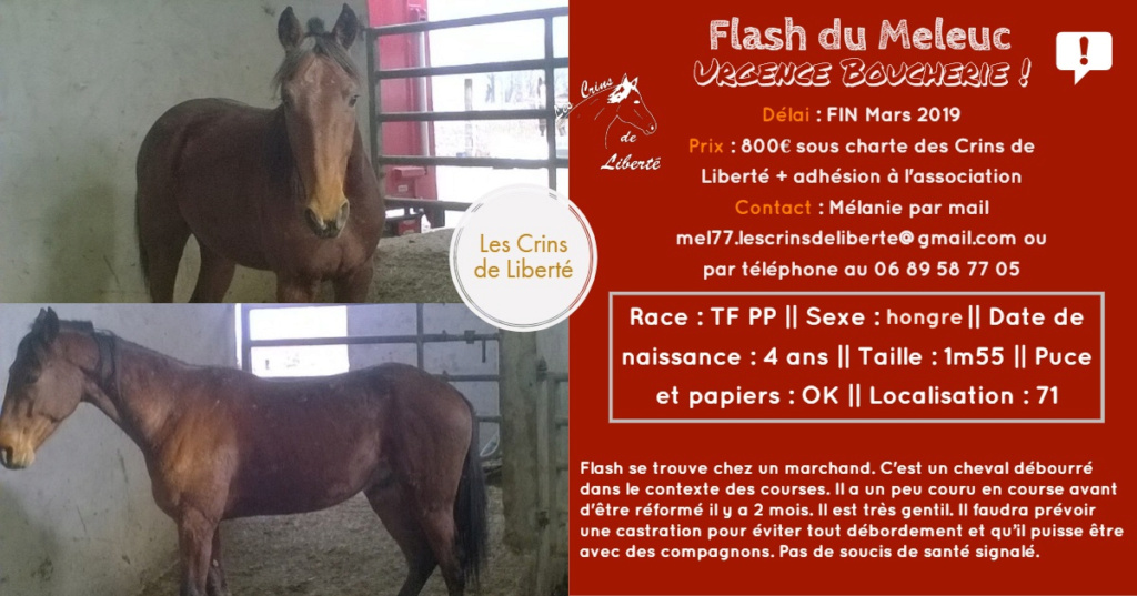 (Dept 71) 4 ans - FLASH DU MELEUC - TF PP - Hongre -Réservé par Soän (avril 2019) My_pos16