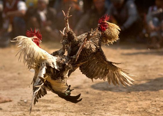 SOBRE LAS PELEAS DE GALLOS - Página 2 064d1a10