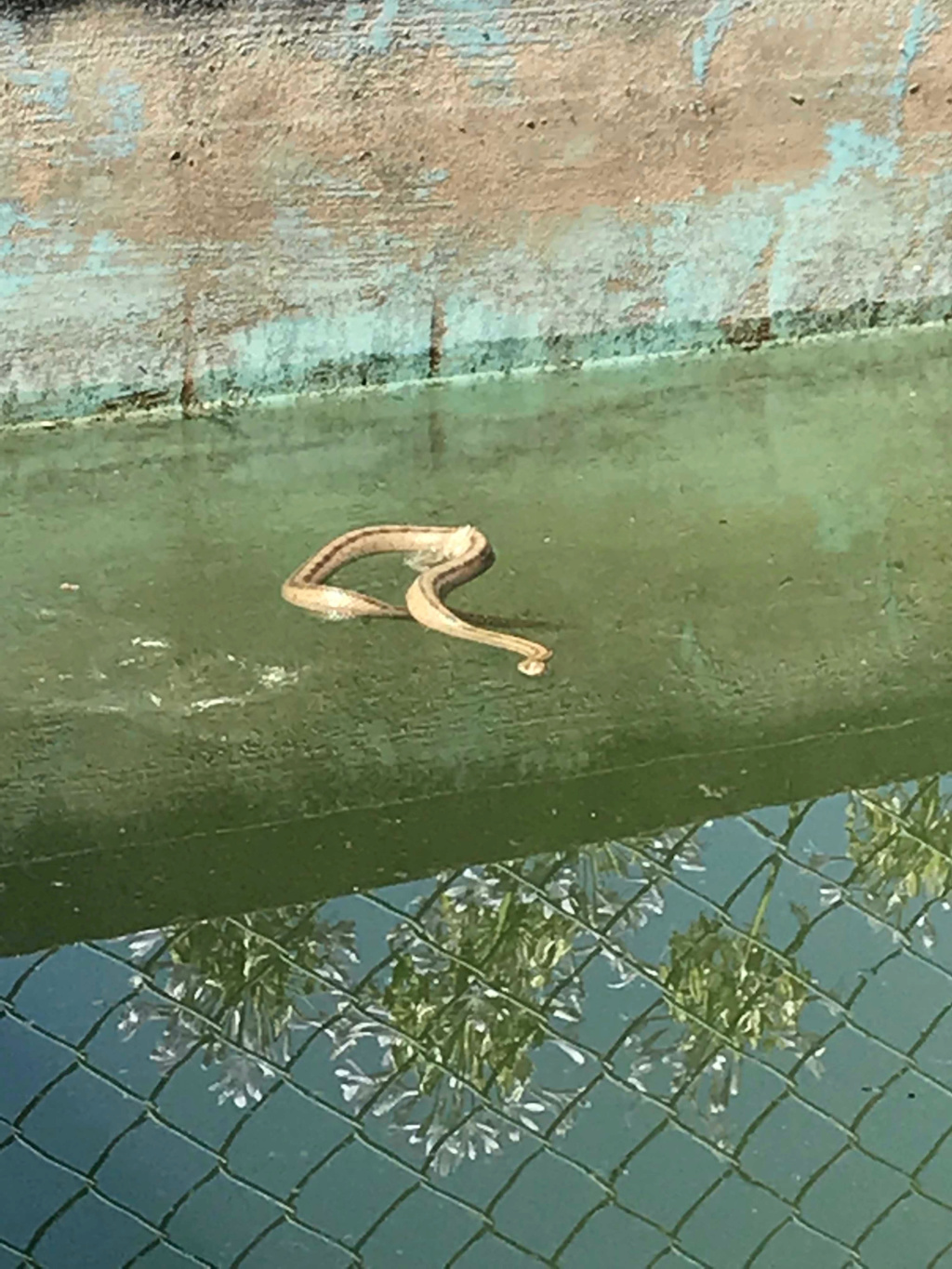 Identification serpent dans le point d'eau du jardin Unname10