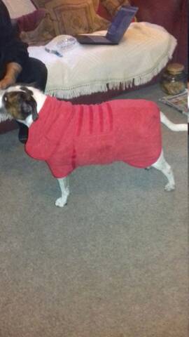 staffy dressing gown