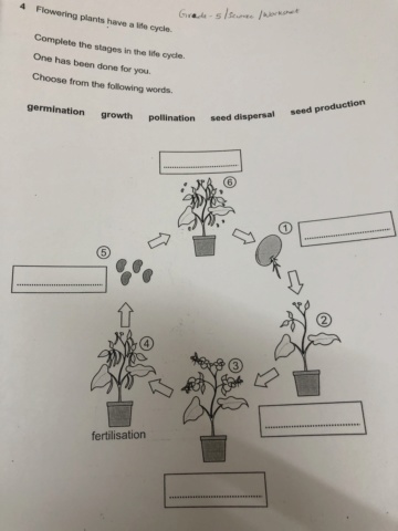 The life cycle of flowering plants  1f884410