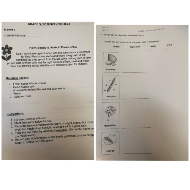 Life cycle of flowering plants  324eee10