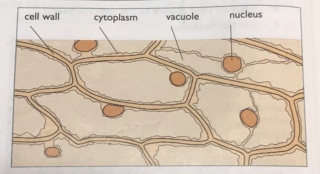 Practicals-animal cell  and plant cell 5a9e0c10