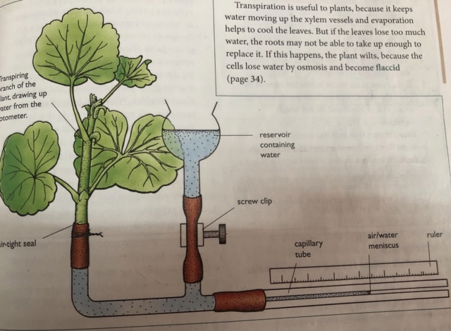 Transport in plants  A87cd910