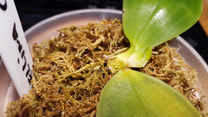 Kranke Phalaenopsis bellina coerulea 20190116