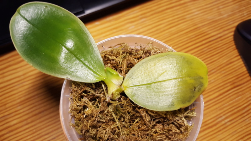 Kranke Phalaenopsis bellina coerulea 20190118