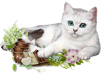 20 avatars fond transparent de chats Chat-t14